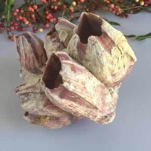 Vintage Acorn Barnacle Coral cluster Decor
